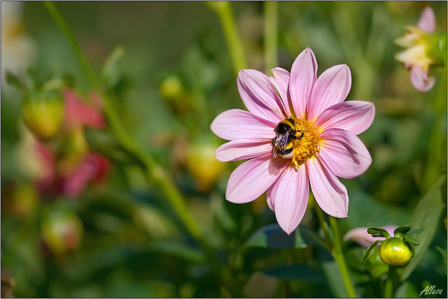 photo "***" tags: nature, flowers, insect
