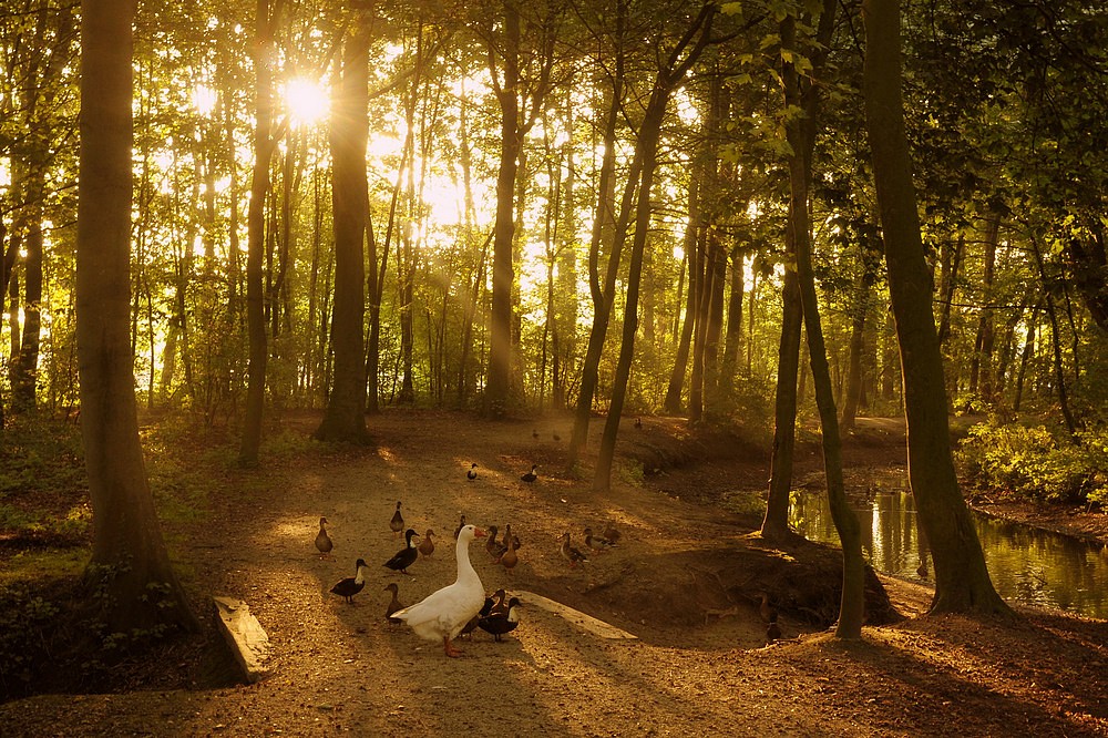 photo "***" tags: landscape, autumn