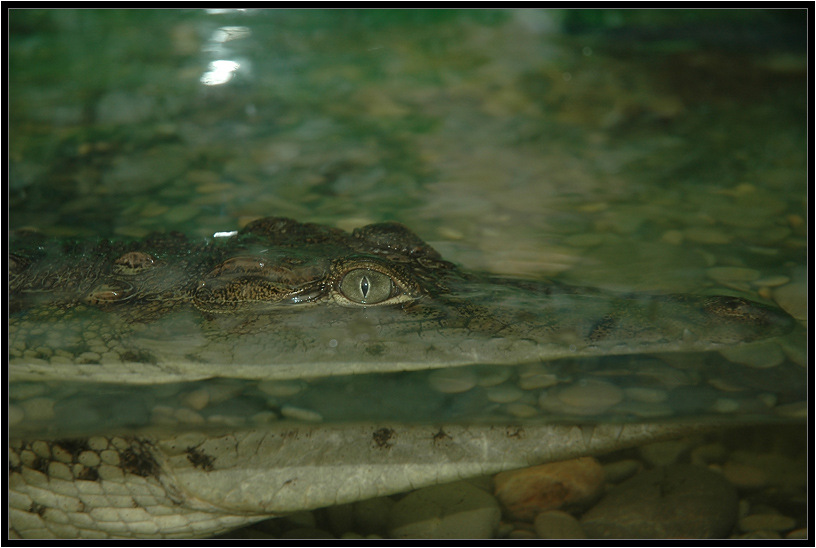 photo "Crocodil" tags: nature, wild animals