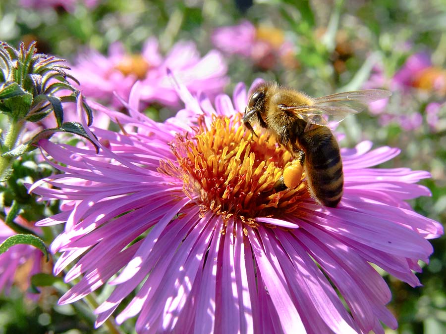photo "***" tags: macro and close-up, nature, insect