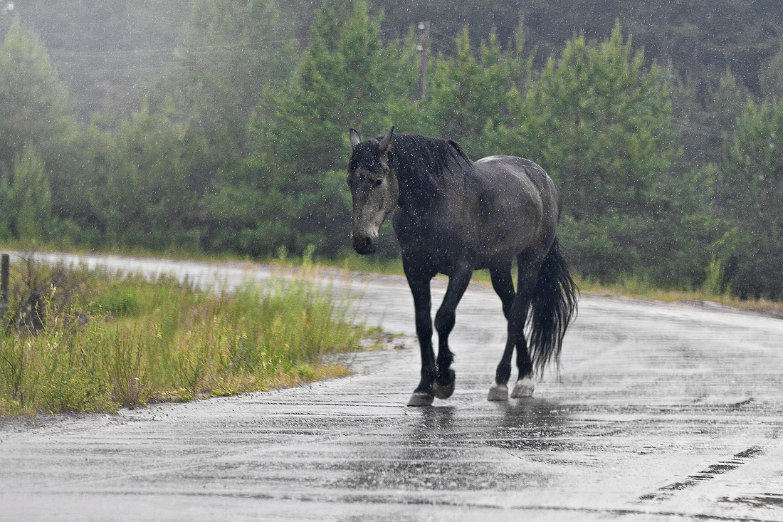 photo "Alone, disappearing into the rain." tags: genre, 