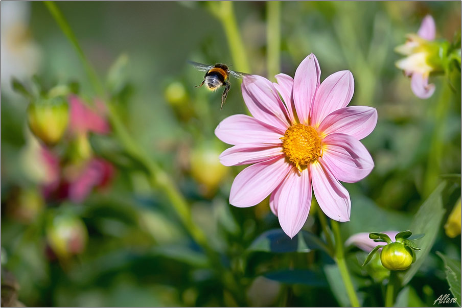 photo "***" tags: nature, flowers, insect