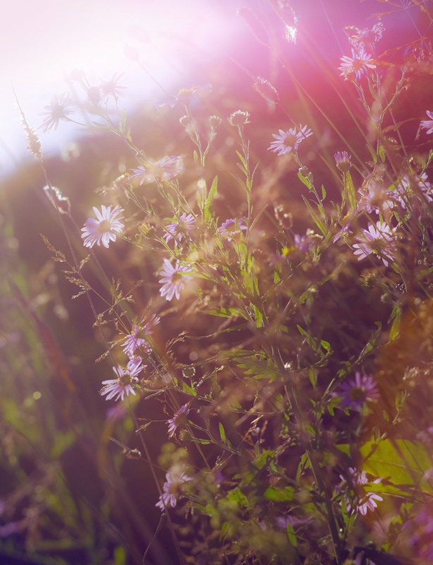 photo "***" tags: nature, flowers