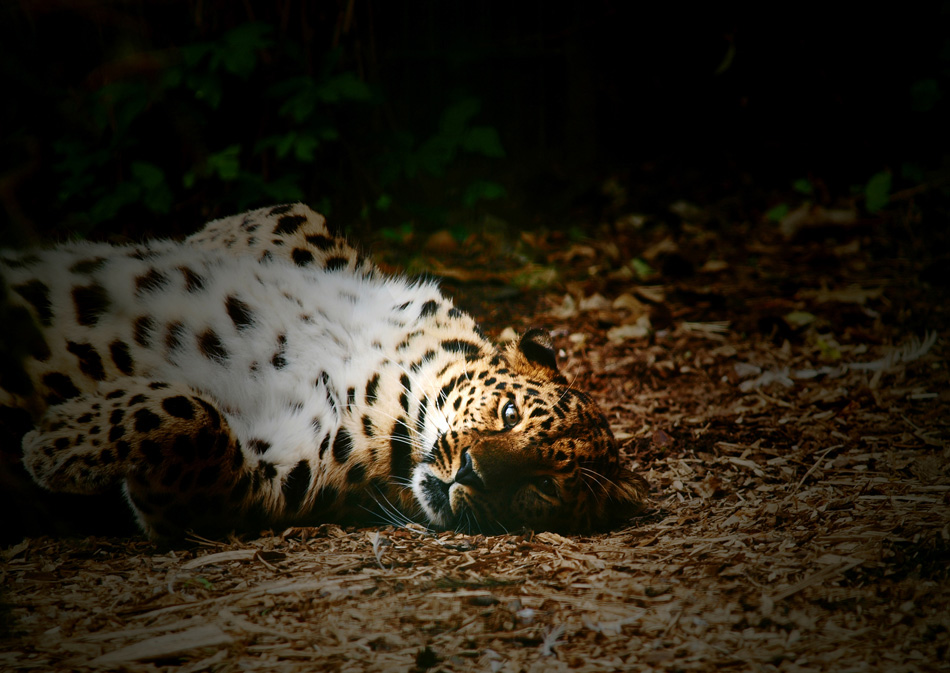 photo "Panthera pardus orientalis" tags: nature, wild animals