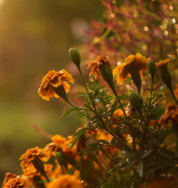 photo "***" tags: nature, flowers