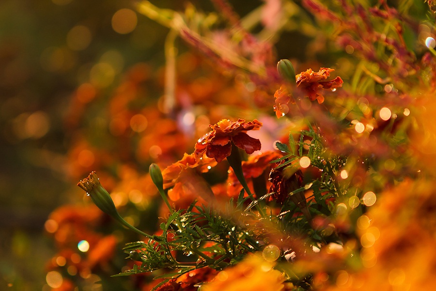 photo "***" tags: nature, flowers