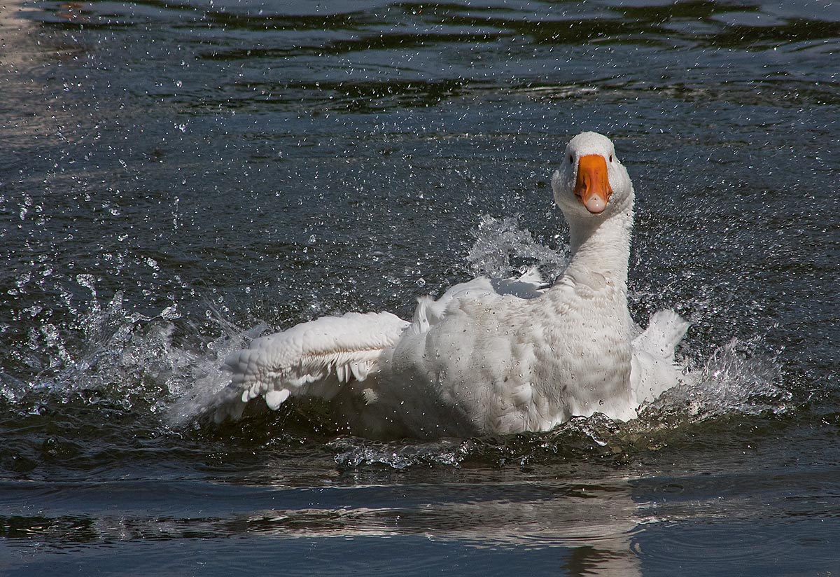 photo "Bathing in the fun." tags: nature, wild animals