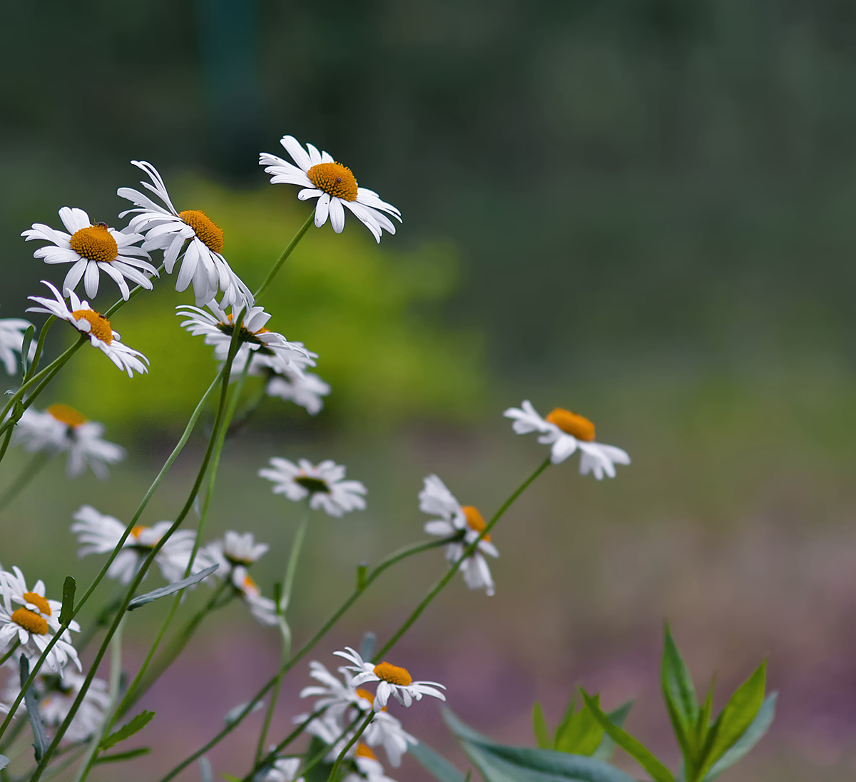 photo "Camomile tenderness." tags: nature, flowers