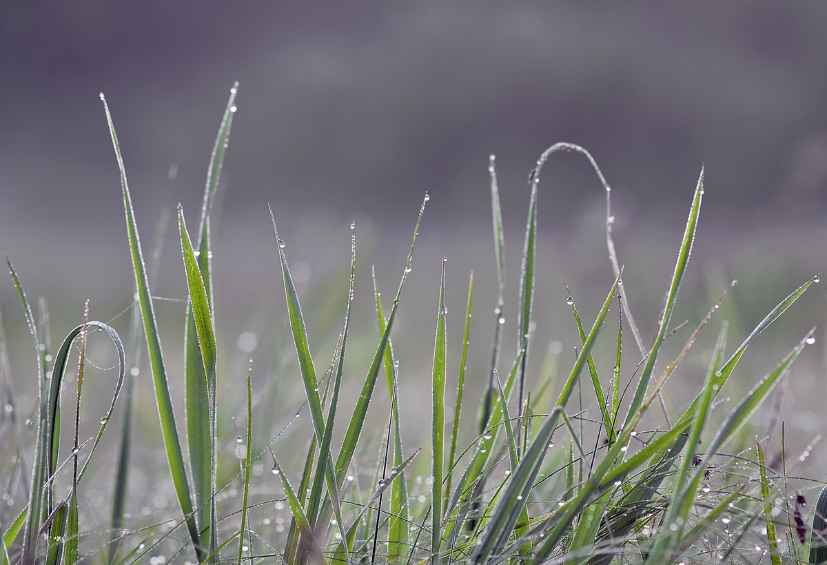 photo "Washed with dew." tags: nature, flowers