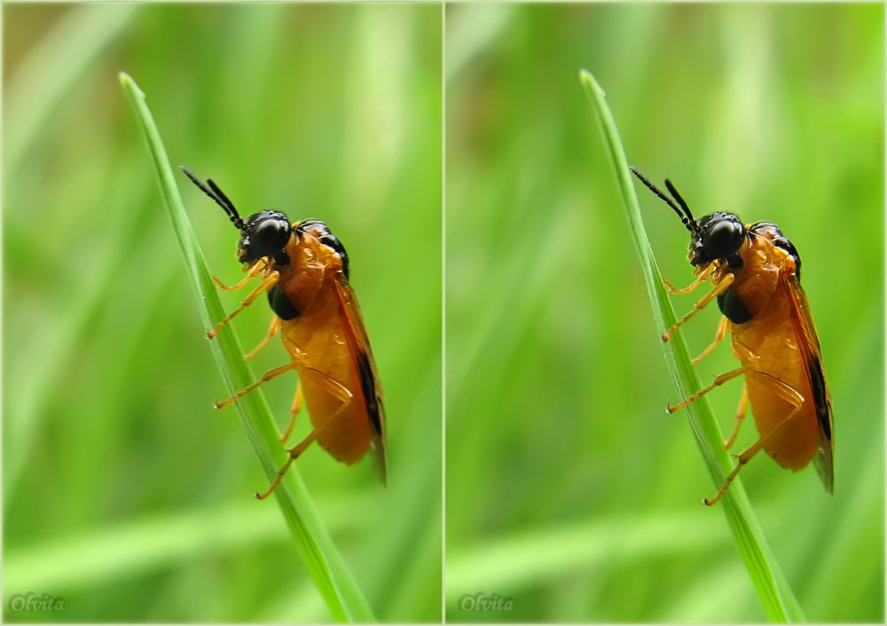 photo "***" tags: nature, insect