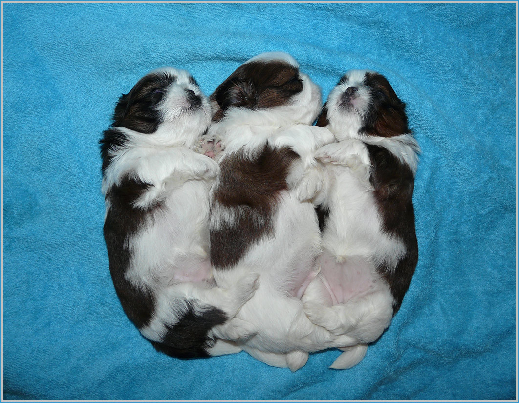 photo "Shih Tzu puppies" tags: nature, pets/farm animals