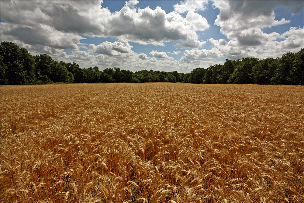 фото "Harvest time" метки: пейзаж, лес, лето, облака, поле
