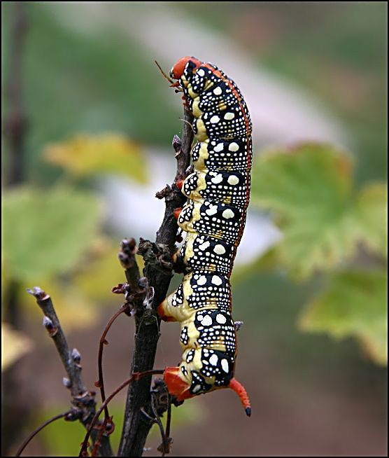 фото "Насекомая такса" метки: природа, насекомое