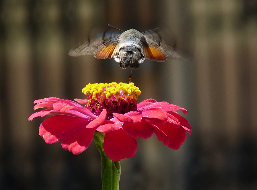 фото "Hummingbird Hawk-moth - Macroglossum stellatarum" метки: природа, насекомое
