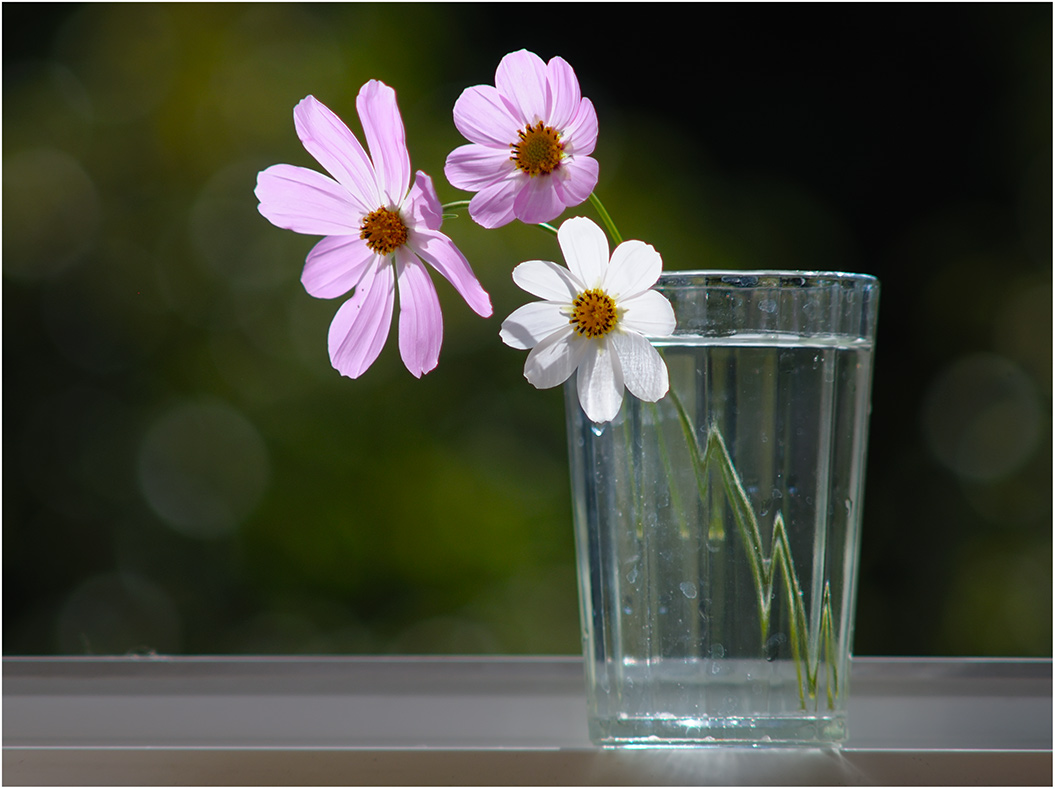 photo "***" tags: nature, flowers