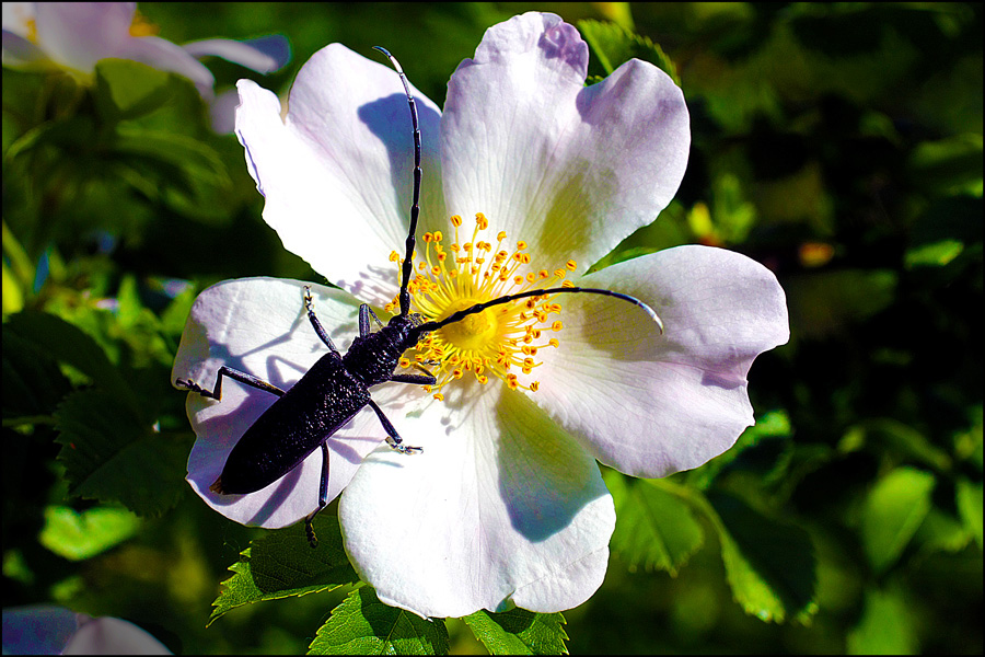 photo "Visitor" tags: nature, flowers, insect, spring