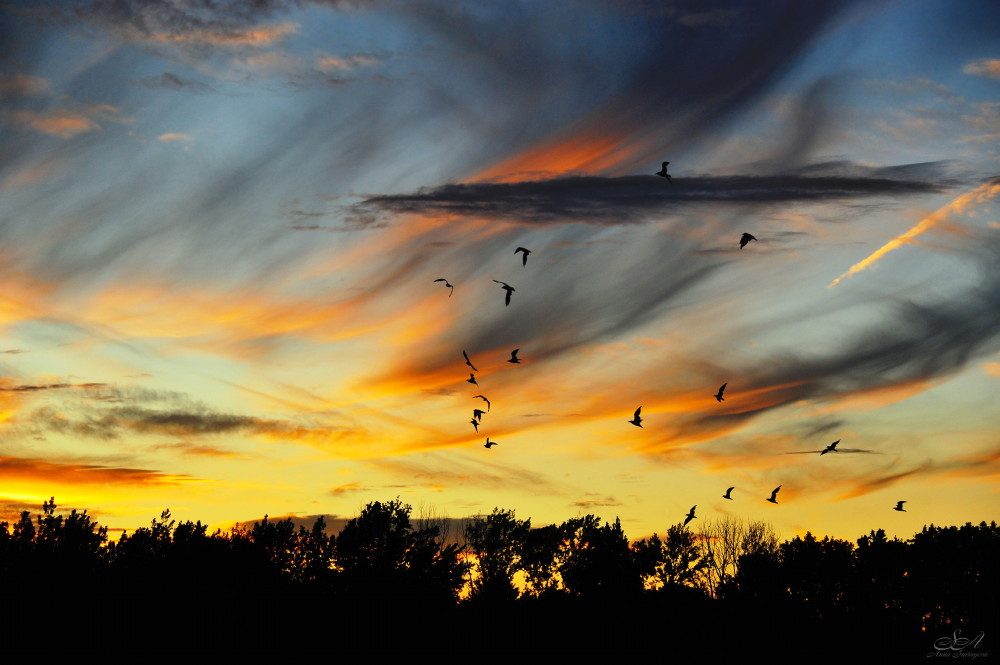 photo "Feathers" tags: landscape, sunset