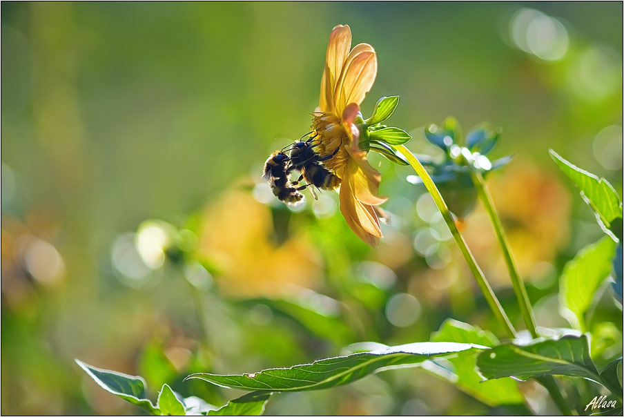 photo "***" tags: nature, flowers, insect