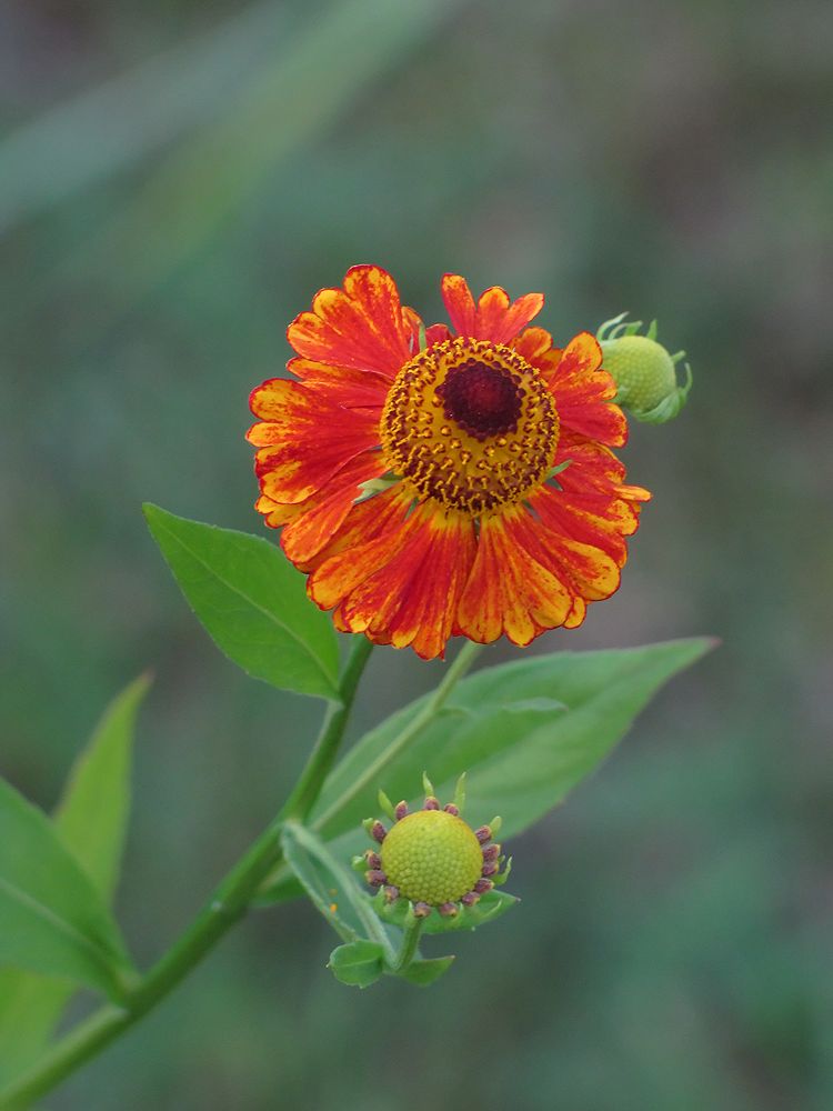 photo "***" tags: nature, macro and close-up, flowers, summer