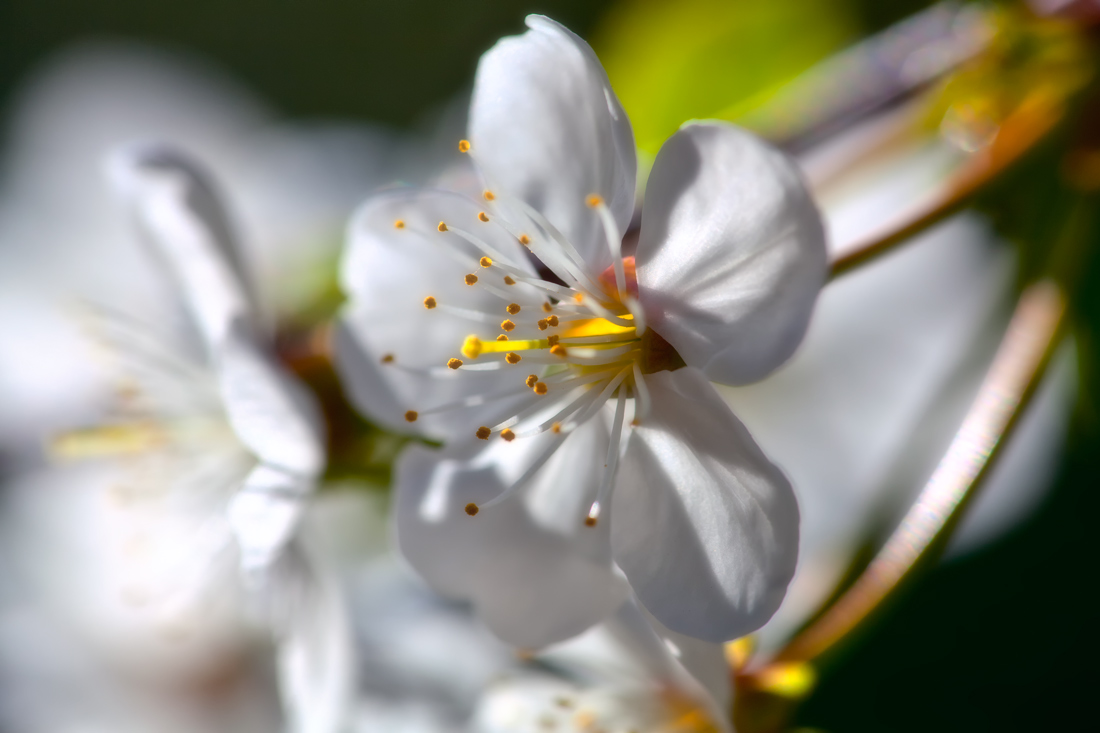 photo "***" tags: macro and close-up, 