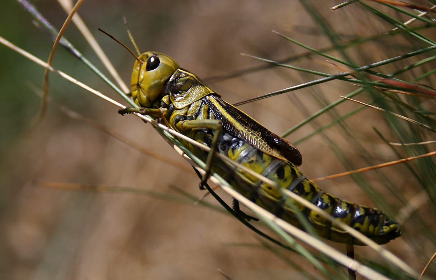 photo "grasshopper" tags: nature, macro and close-up, insect