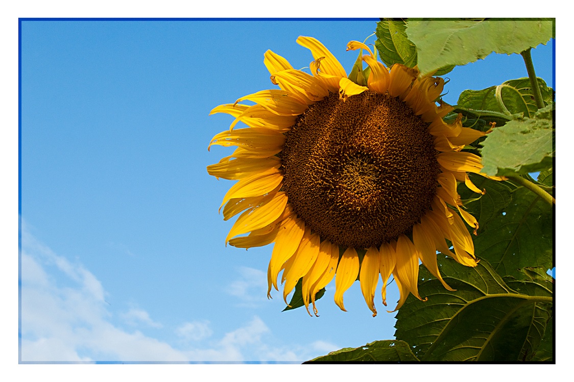 фото "The Sunflower..." метки: природа, цветы