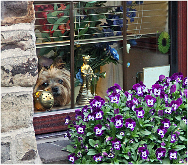 фото "Взгляд из окна." метки: природа, домашние животные, собака