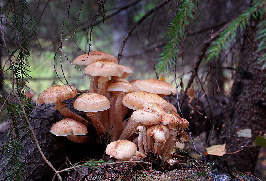 photo "Mushrooms. Close-knit family." tags: landscape, genre, forest