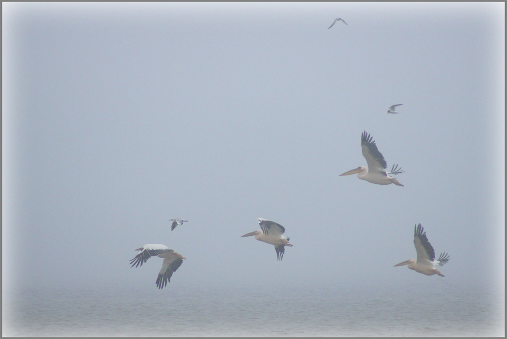 photo "foggy road" tags: nature, travel, Europe, wild animals