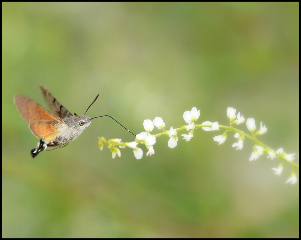 фото "Бражник" метки: природа, макро и крупный план, насекомое
