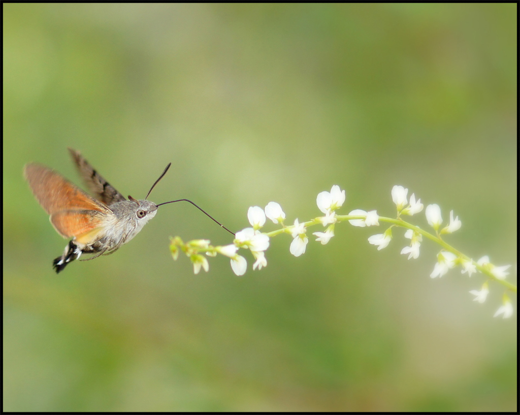 photo "roisterer" tags: nature, macro and close-up, insect