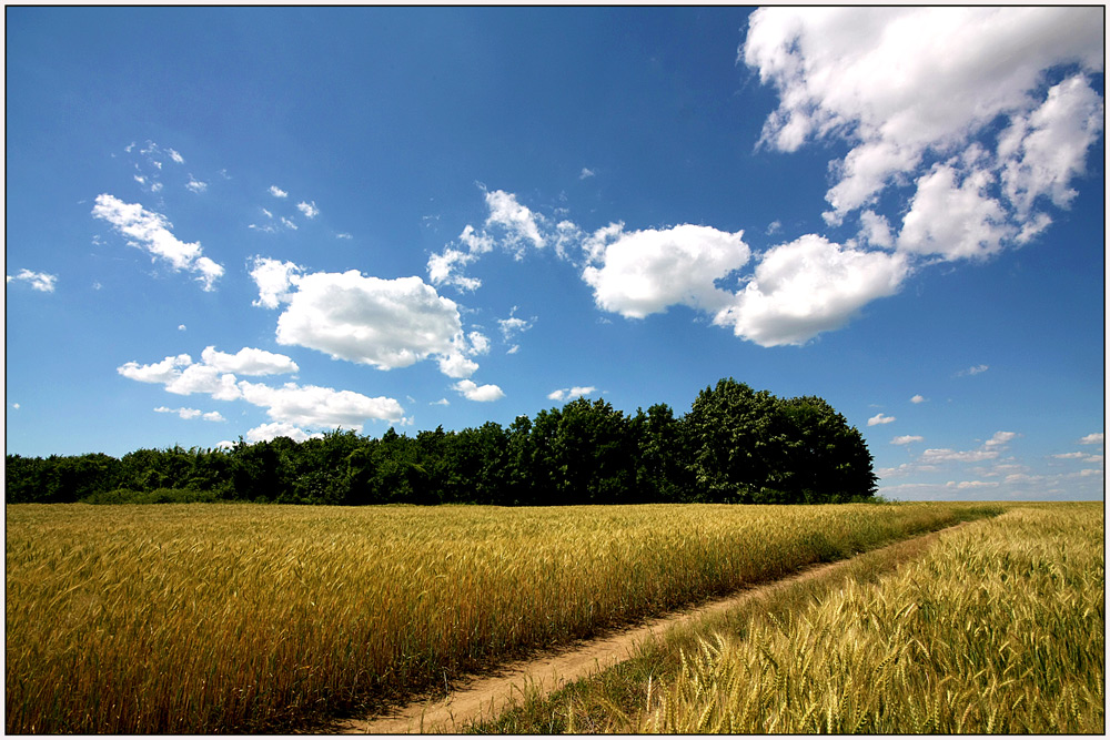 photo "Plain fascination" tags: landscape, clouds, field, road, sky, summer