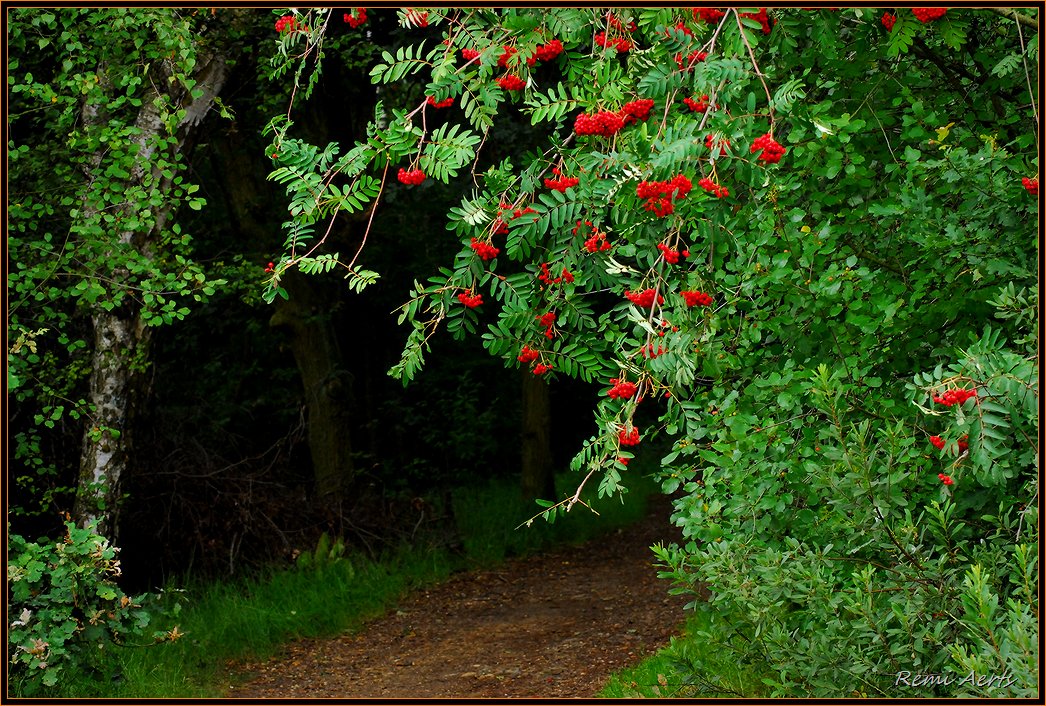 photo "passage" tags: landscape, forest, summer