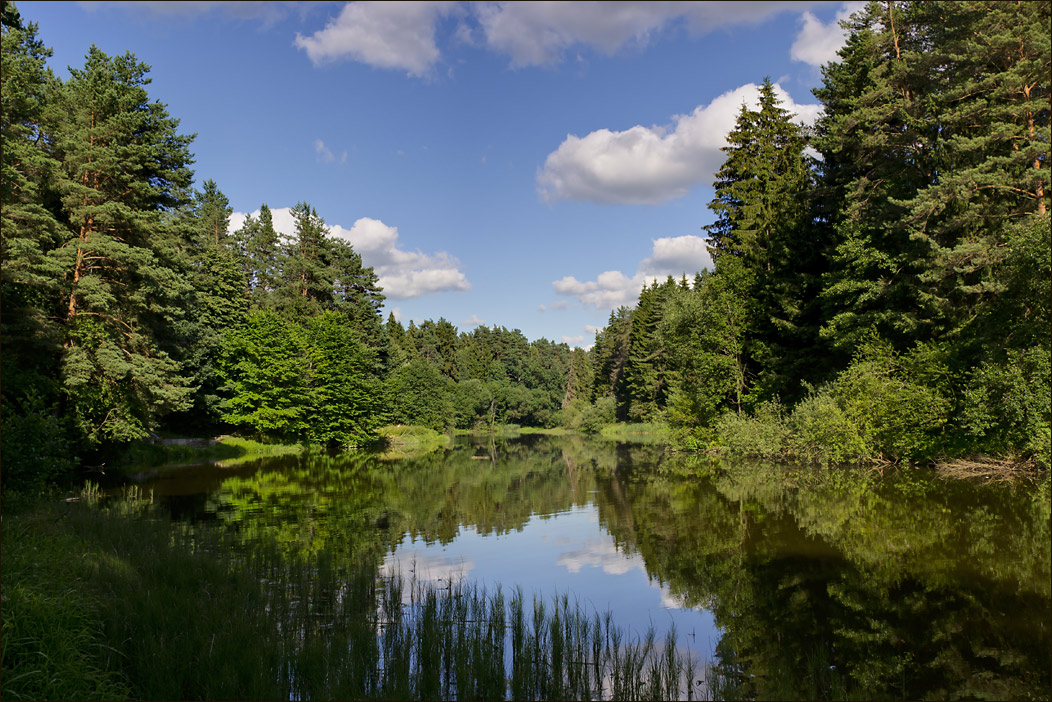 photo "Forest Lake" tags: landscape, forest, water