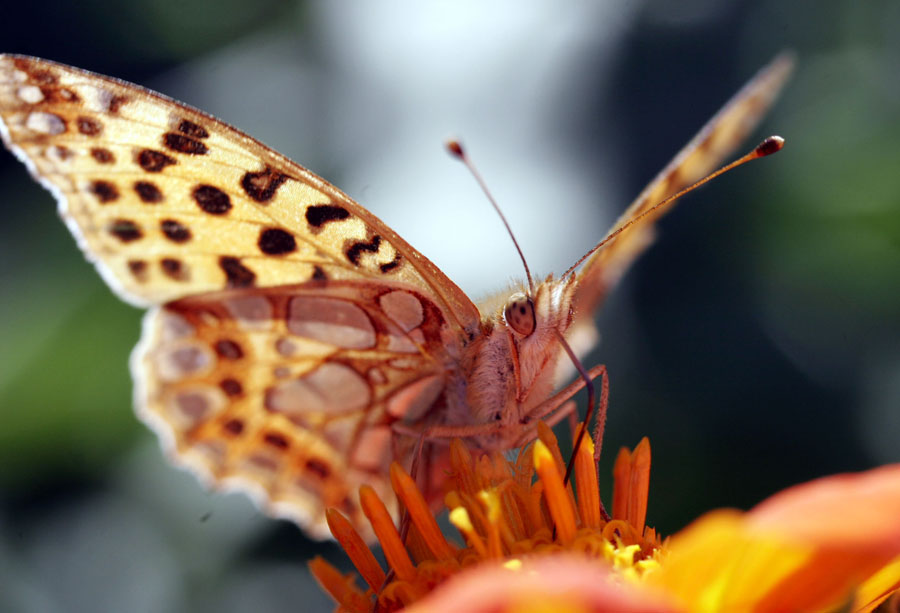 photo "***" tags: macro and close-up, 