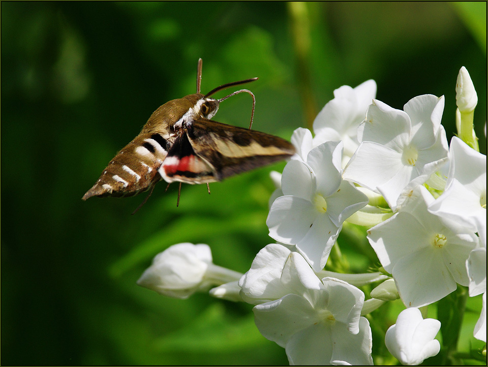 photo "***" tags: nature, insect