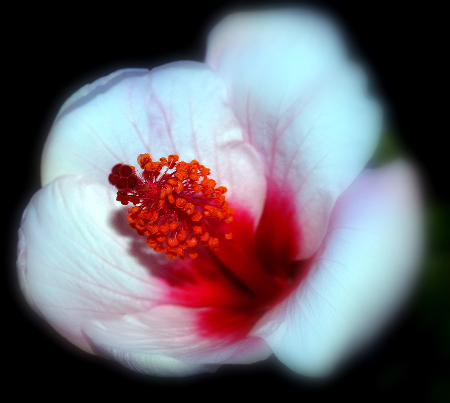 photo ""Almost a white Hibiscus..."" tags: nature, flowers