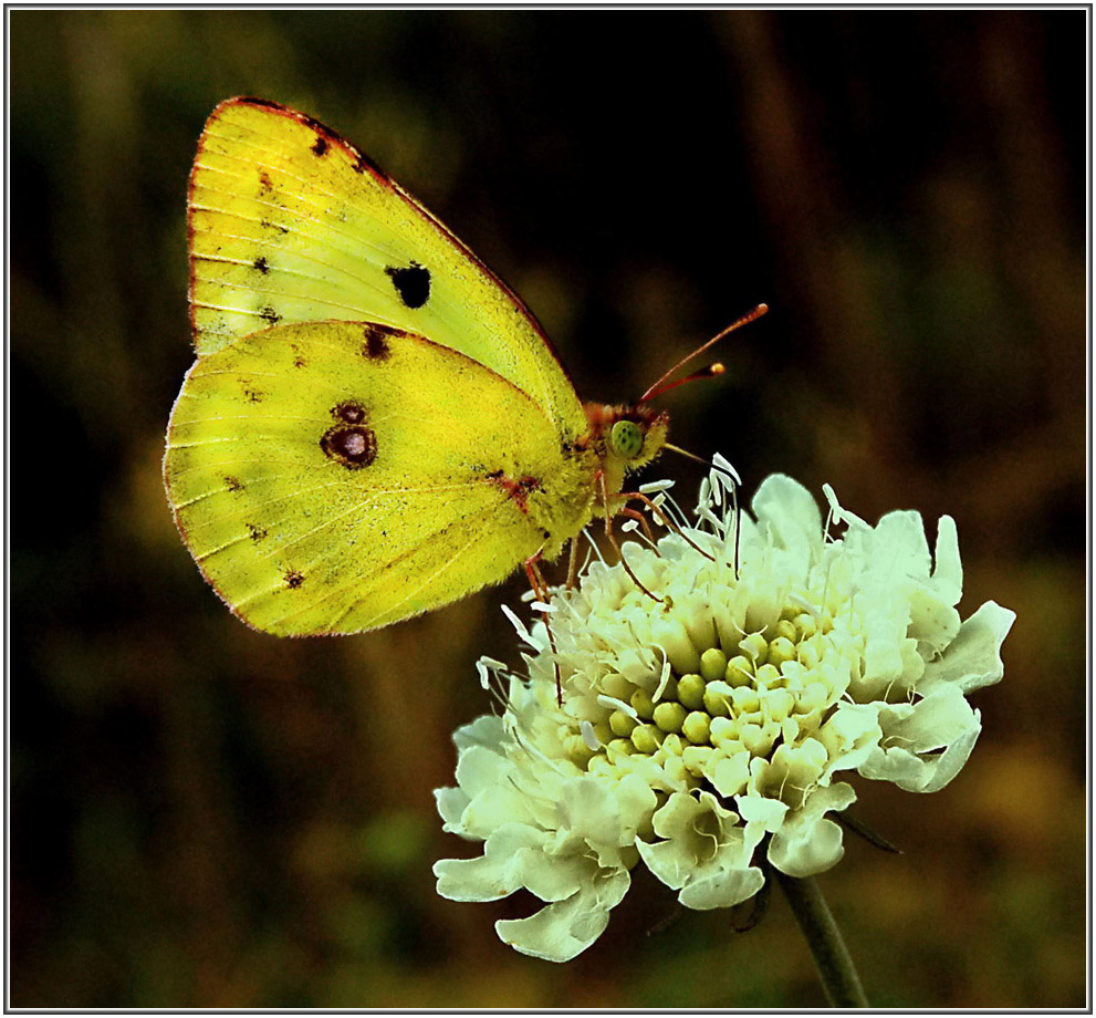 photo "***" tags: nature, insect