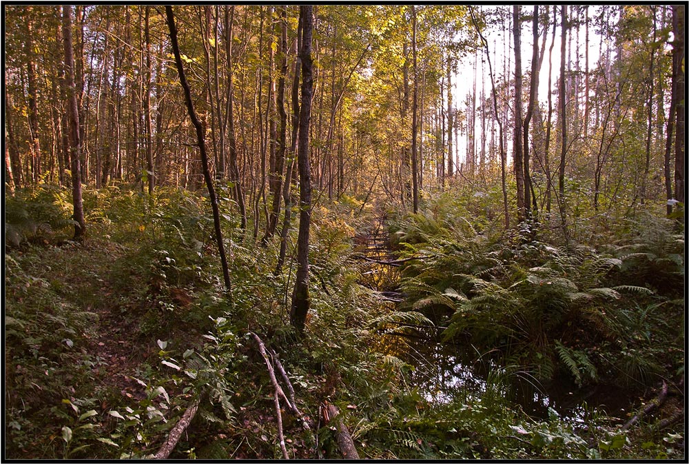 фото "Лесные болота." метки: пейзаж, лето