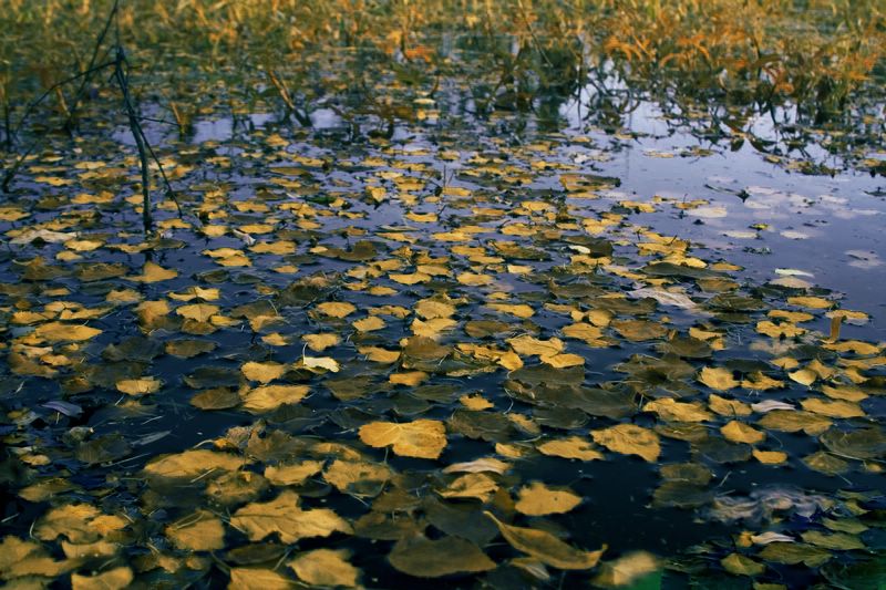 photo "***" tags: landscape, autumn