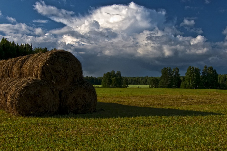 photo "***" tags: landscape, forest, summer