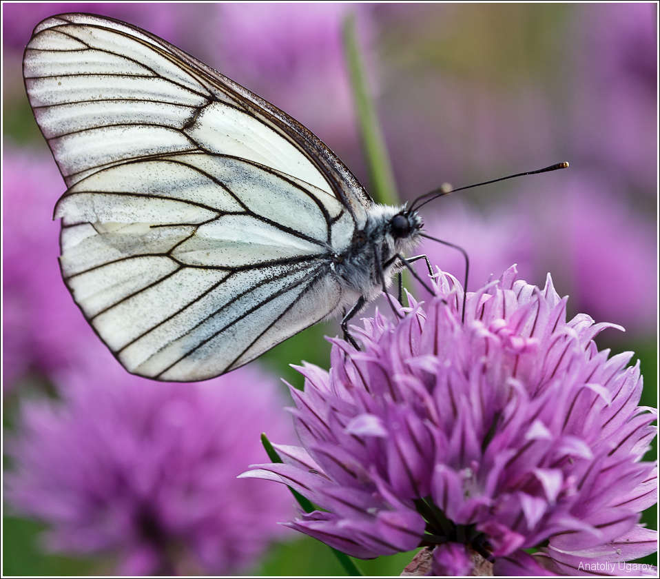 photo "***" tags: nature, insect
