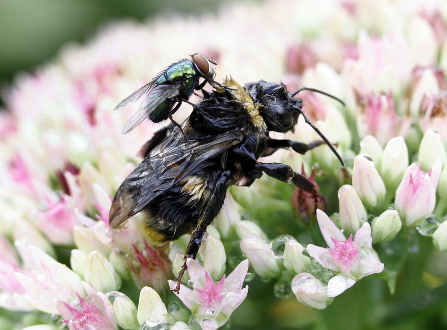 photo "***" tags: nature, insect