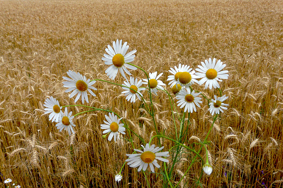 фото "Field daisies" метки: пейзаж, природа, лето, поле, цветы