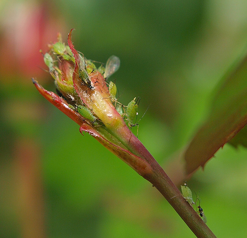 photo "Business" tags: nature, macro and close-up, insect