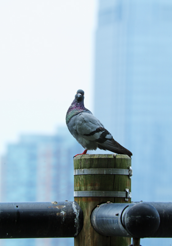 photo "A pigeon's portrait in cloudy weather." tags: nature, pets/farm animals