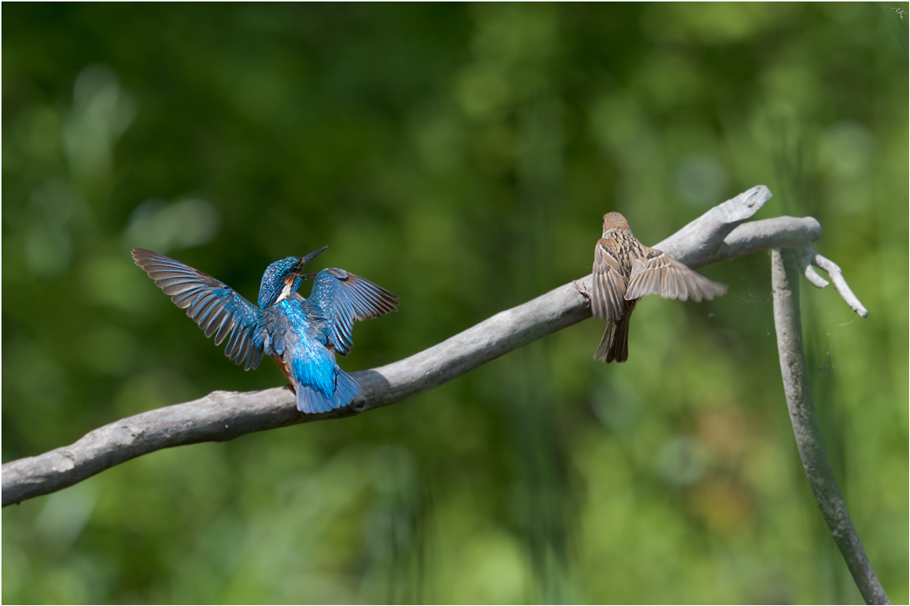 photo "зимородок и воробей" tags: nature, wild animals