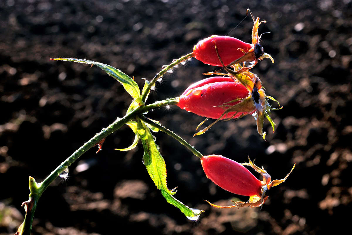 photo "***" tags: nature, flowers