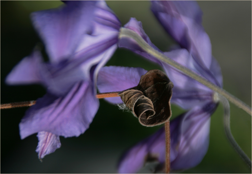 photo "Тhе Nerves" tags: nature, flowers