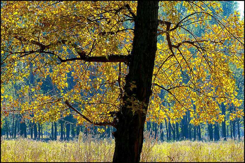 photo "Autumn decor" tags: landscape, autumn, forest, leaves, tree